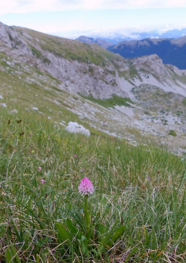 er Terminillo: la Nigritella widderi e altre orchidee sulla montagna di Roma.